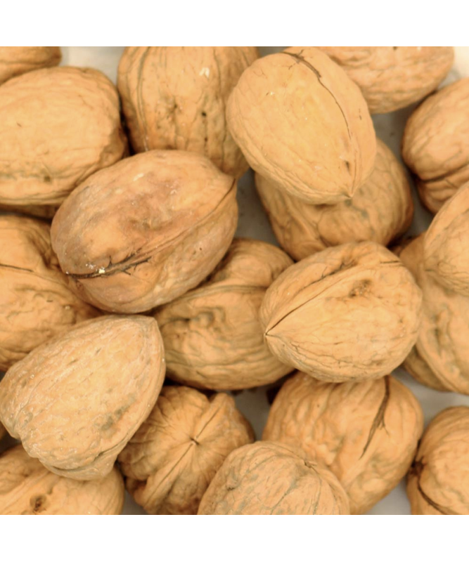 Whole Walnuts In Shells Parrot Treat 350g